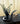 GUBI Aspide Serpent Design Table Lamp by Gianfranco Frattini, Chrome Finish